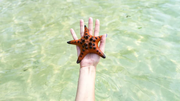 Girl Holding Starfishes Hands Bikini Phu Quoc Island Beautiful Red — Stock Photo, Image