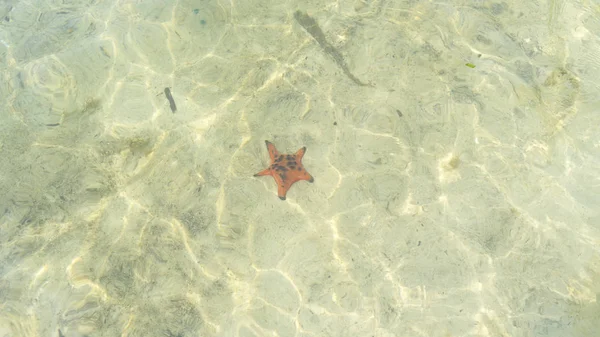 Starfishes Phu Quoc Island Beautiful Red Starfish Crystal Clear Sea — Stock Photo, Image