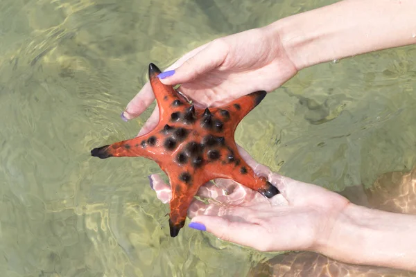 Fille Tenant Les Étoiles Mer Sur Les Mains Bikini Sur — Photo