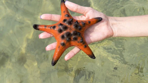 Girl Holding Starfishes Hands Bikini Phu Quoc Island Beautiful Red — Stock Photo, Image