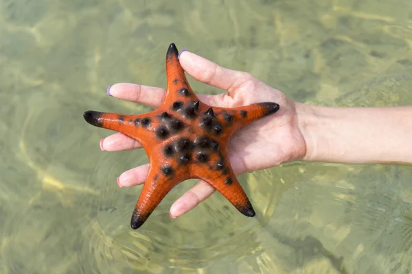 Girl Holding Starfishes Hands Bikini Phu Quoc Island Beautiful Red — Stock Photo, Image