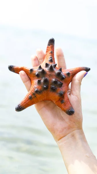 Girl Holding Starfishes Hands Bikini Phu Quoc Island Beautiful Red — Stock Photo, Image