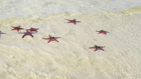 Starfishes Phu Quoc Island Beautiful Red Starfish Crystal Clear Sea — Stock Photo, Image