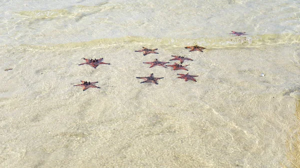 Starfishes Phu Quoc Island Beautiful Red Starfish Crystal Clear Sea — Stock Photo, Image