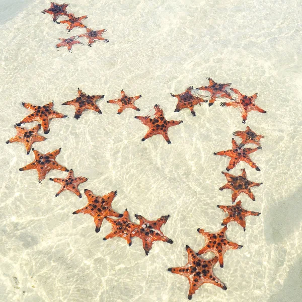 Starfishes Phu Quoc Island Heart Shape Beautiful Red Starfish Crystal — Stock Photo, Image