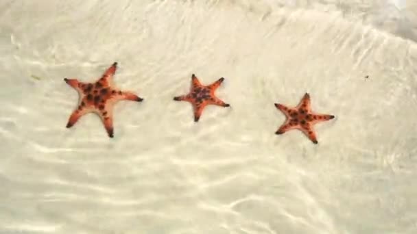 ココナッツ ココナッツ 足旅行コンセプト背景としてクリスタル クリアな海とヤシの木と美しい白い砂浜に海とフーコック島で夏休みに手 — ストック動画