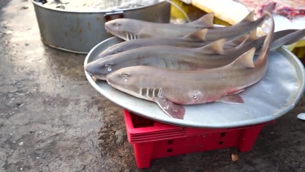 Vente Requins Vivants Frais Sur Marché Local Yeux Clignotants Requins — Video