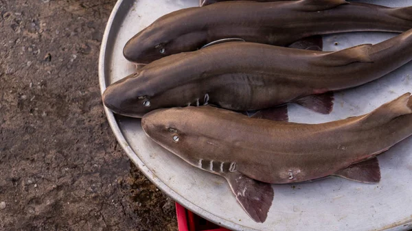 Phu Quoc Vietnam yerel pazarda deniz ürünleri piyasada çiğ küçük koyu köpek balıkları