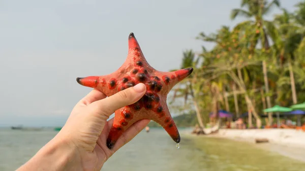 Czerwona Piękna Rozgwiazda Rękę Wyspie Phu Quoc Pięknej Plaży Kontekst — Zdjęcie stockowe