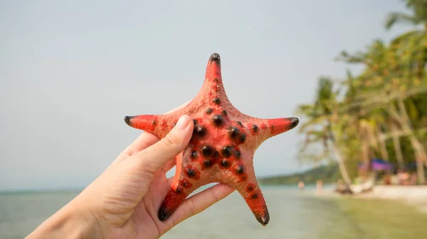 Czerwona Piękna Rozgwiazda Rękę Wyspie Phu Quoc Pięknej Plaży Kontekst — Zdjęcie stockowe