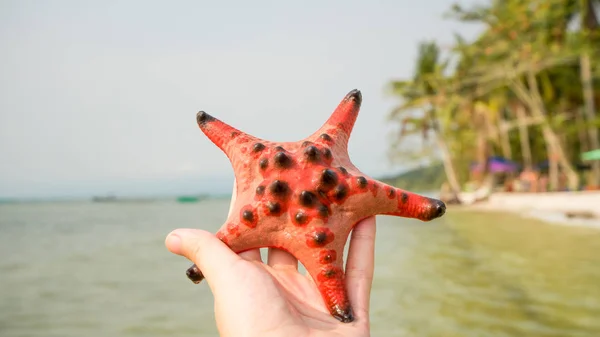 Red beautiful starfish on the hand in Phu Quoc island in beautiful beach,tourism context, hand hold starfish