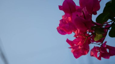 Güneşli bir gün çiçek bahar arka plan pembe güzel doğa çiçekler. Bahar çiçekleri