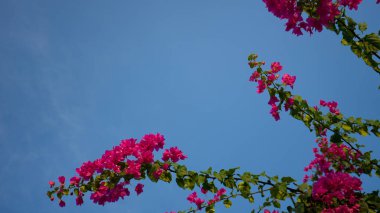 Güneşli bir gün çiçek bahar arka plan pembe güzel doğa çiçekler. Bahar çiçekleri