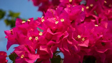 Güneşli bir gün çiçek bahar arka plan pembe güzel doğa çiçekler. Bahar çiçekleri