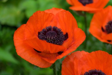 Güneşli tarlada kırmızı haşhaş. Yaz günü yeşil bahçede güzel papaver çiçekleri. Anma gününde bir çiçek. Yaz çiçekleri arka planı.