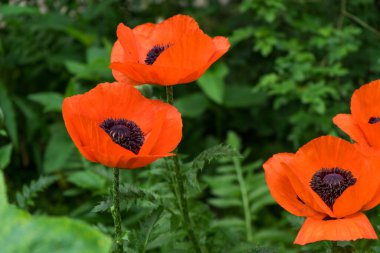 Güneşli tarlada kırmızı haşhaş. Yaz günü yeşil bahçede güzel papaver çiçekleri. Anma gününde bir çiçek. Yaz çiçekleri arka planı.