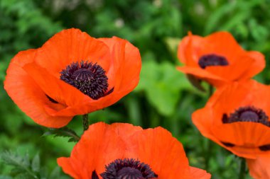 Güneşli tarlada kırmızı haşhaş. Yaz günü yeşil bahçede güzel papaver çiçekleri. Anma gününde bir çiçek. Yaz çiçekleri arka planı.
