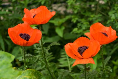 Güneşli tarlada kırmızı haşhaş. Yaz günü yeşil bahçede güzel papaver çiçekleri. Anma gününde bir çiçek. Yaz çiçekleri arka planı.