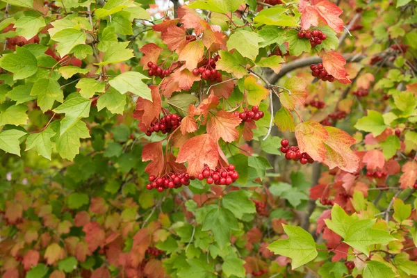 Autumn rowan berries in gold leaves.A bunch of red rowan in autumn leaves. Autumn bright red rowan berries with leaves