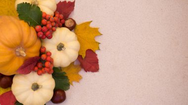 Küçük beyaz balkabakları ve Rowan ile Cadılar Bayramı süslemesi. Sonbahar konsepti turuncu arka plan ve fotokopi alanı. Şükran Günü ya da Cadılar Bayramı tatili