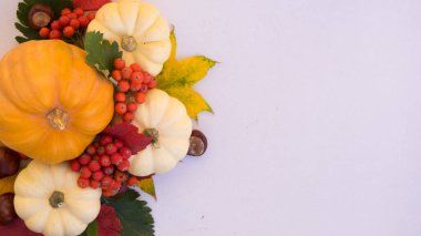 Küçük beyaz balkabakları ve Rowan ile Cadılar Bayramı süslemesi. Sonbahar konsepti turuncu arka plan ve fotokopi alanı. Şükran Günü ya da Cadılar Bayramı tatili