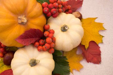 Küçük beyaz balkabakları ve Rowan ile Cadılar Bayramı süslemesi. Sonbahar konsepti turuncu arka plan ve fotokopi alanı. Şükran Günü ya da Cadılar Bayramı tatili