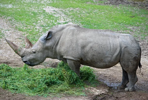 Rhinoceros Perissodactyla Africa Asia Royalty Free Stock Photos