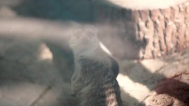 Hayvanat bahçesinde cam arkasında komik fundalıklardır