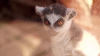 komik vahşi lemurlar Close-up