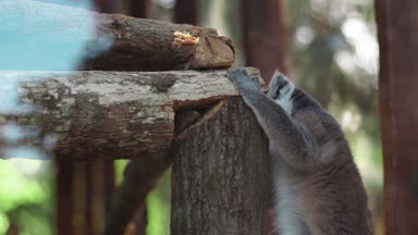 komik vahşi lemurlar Close-up