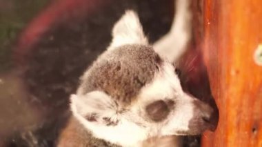 komik vahşi lemurlar Close-up
