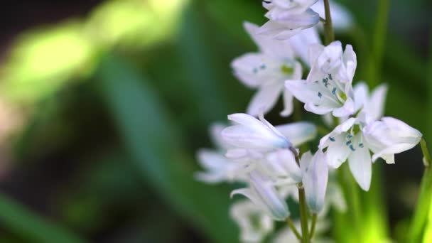 Primer Plano Hermosas Flores Blancas Florecientes — Vídeo de stock
