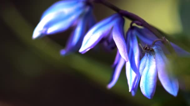 美丽的蓝色花户外 — 图库视频影像