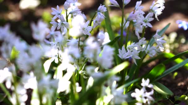 Nahaufnahme Schöner Blühender Weißer Blumen — Stockvideo