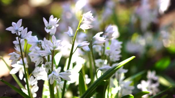 Närbild Vackra Blommande Vita Blommor — Stockvideo