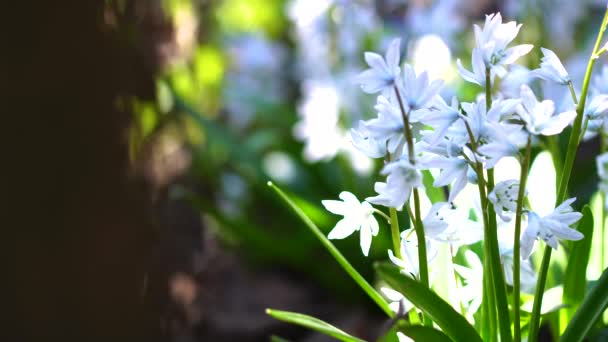 Detailní Záběr Krásné Kvetoucí Bílé Květy — Stock video