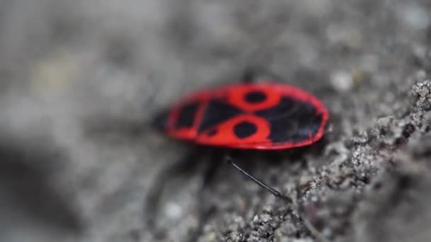 Κοντινό Πλάνο Του Στρατιώτη Κόκκινο Σκαθάρι Στη Φύση — Αρχείο Βίντεο