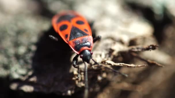 Nahaufnahme Von Rotem Soldatenkäfer Der Natur — Stockvideo