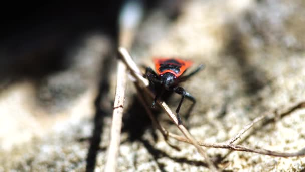 Gros Plan Coléoptère Soldat Rouge Dans Nature — Video