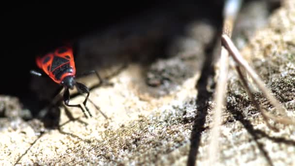 Nahaufnahme Von Rotem Soldatenkäfer Der Natur — Stockvideo