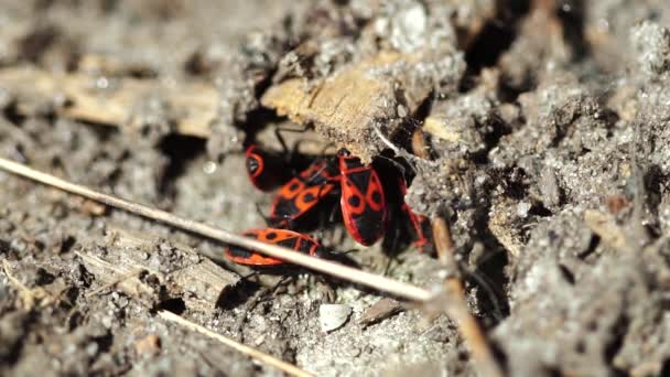 Primer Plano Escarabajo Soldado Rojo Naturaleza — Vídeos de Stock