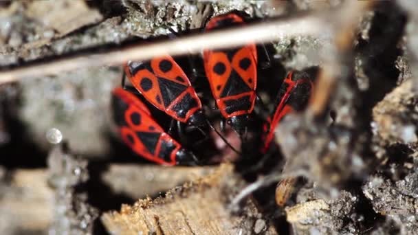 Nahaufnahme Von Rotem Soldatenkäfer Der Natur — Stockvideo