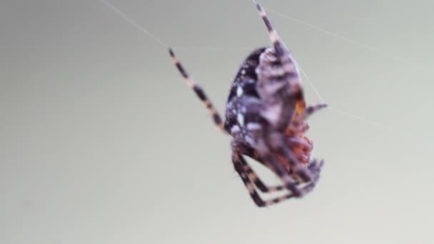 Macro Video Spider Web — Stock Video