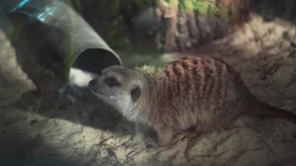 Suricatas Divertidas Detrás Del Vidrio Zoológico — Vídeos de Stock