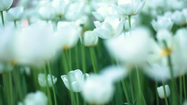 Κοντινό Πλάνο Όμορφη Άνθιση Λευκά Λουλούδια — Αρχείο Βίντεο