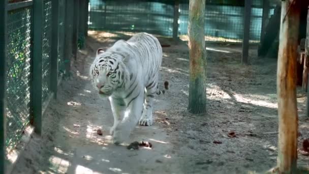 White Tiger Voljär Slow Motion — Stockvideo