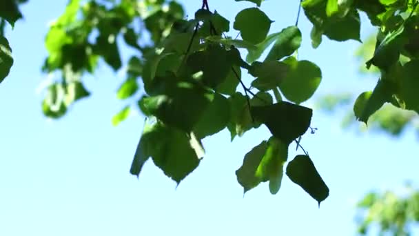 Green Leaves Background Blue Sky — Stock Video
