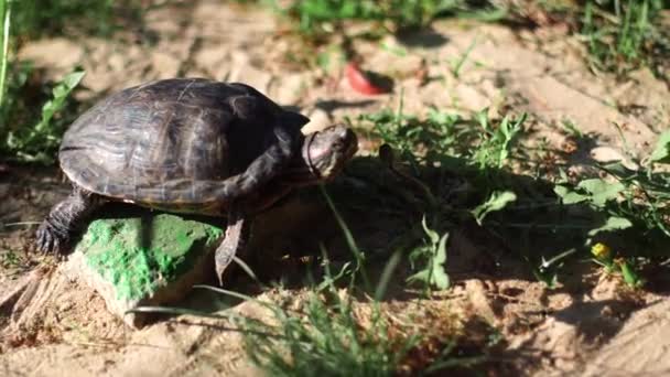 Χελώνες Που Απολαμβάνουν Τον Ήλιο — Αρχείο Βίντεο