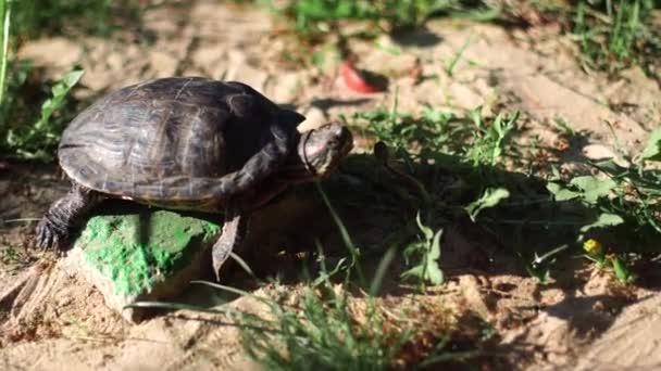 Skildpadder Soler Sig Solen – Stock-video