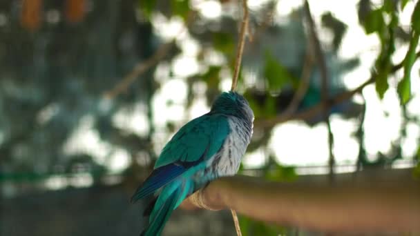 Beautiful Colored Birds Parrots Outdoors — Stock Video